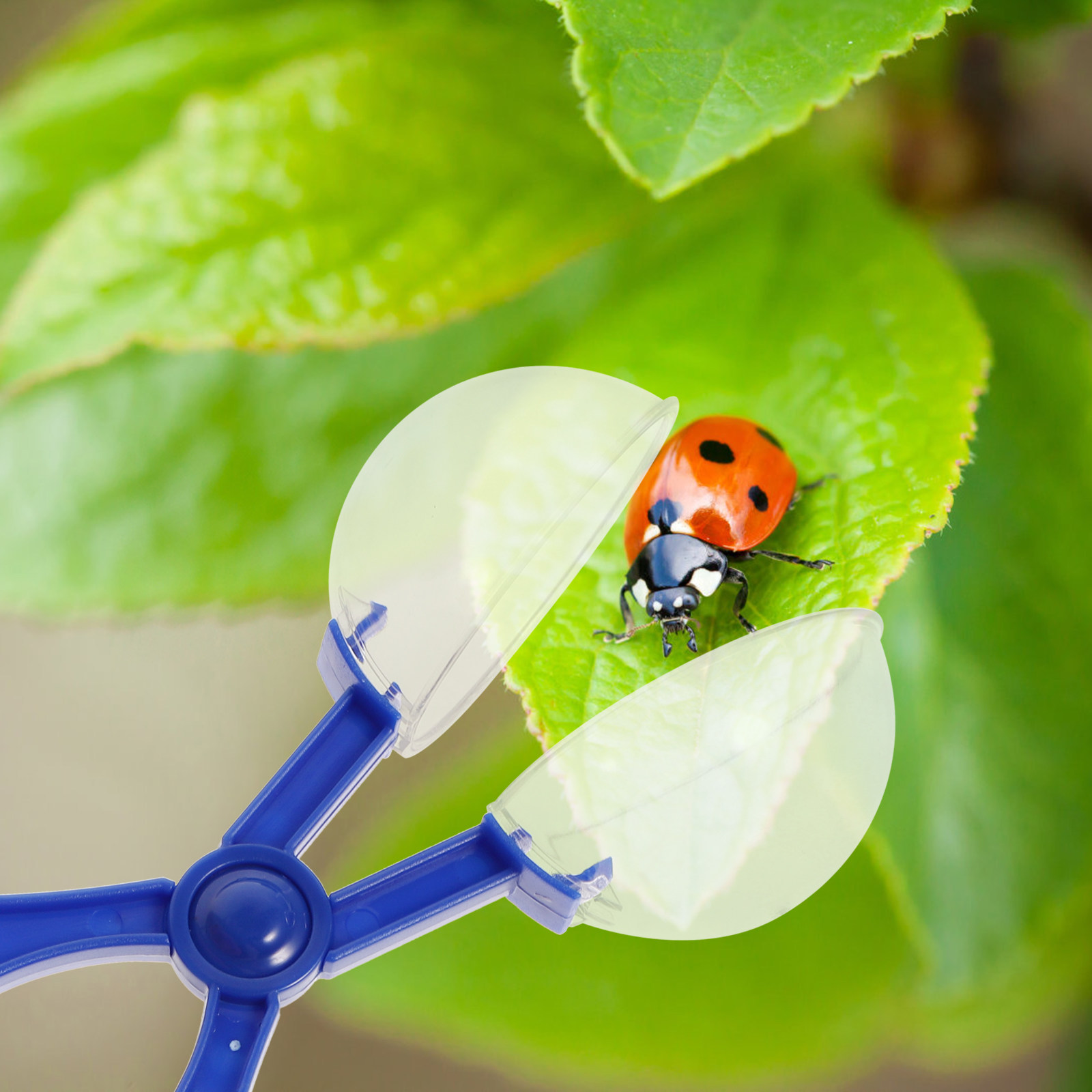 8個入り昆虫捕獲ハサミ 子供用自然探求ツール 教育的で無害な - Kids Outdoor Tools のレビューと価格